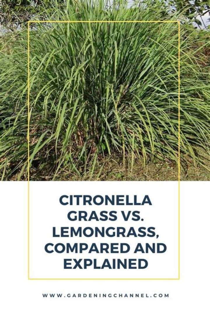 Is citronella and lemon grass the same