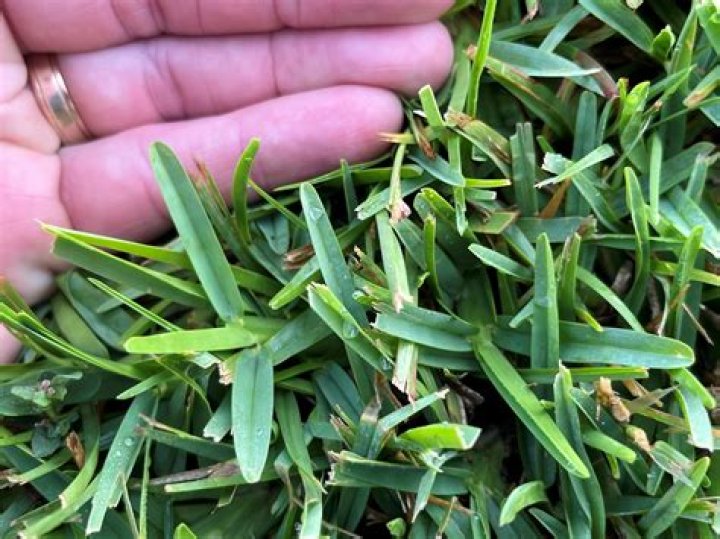 Is Clover bad for St Augustine grass