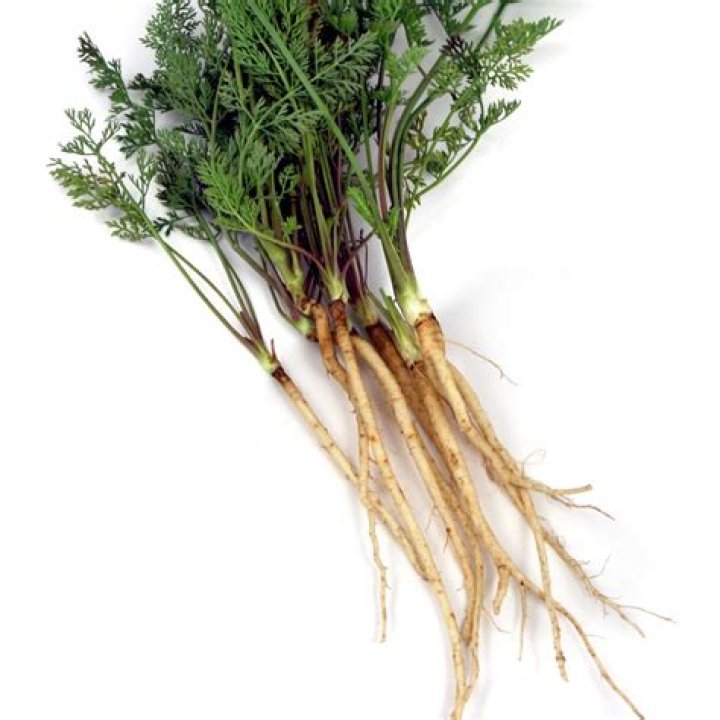 Is Daucus carota edible