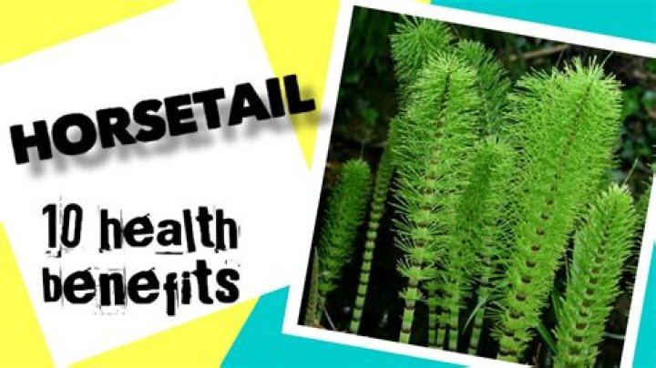 Is horsetail good for dogs