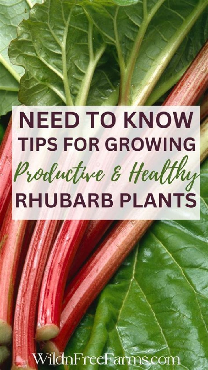 Is it easy to grow rhubarb
