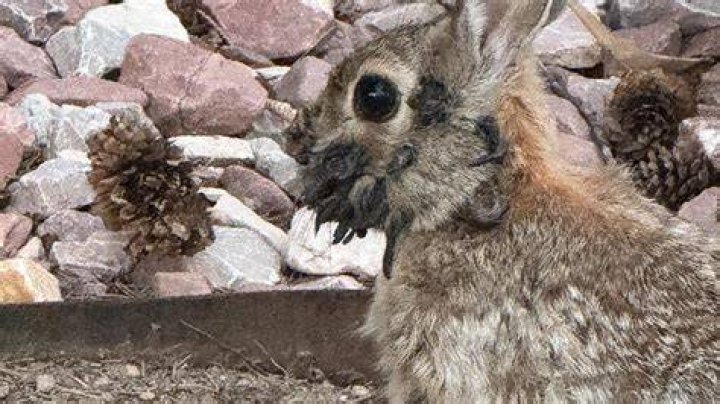 Is it illegal to kill rabbits in your yard Illinois?