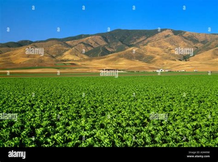 Is it okay to eat romaine lettuce from Salinas California