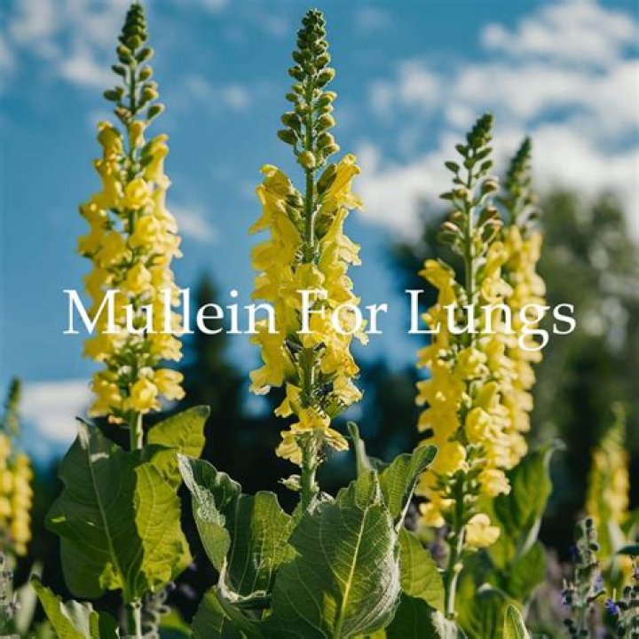 Is mullein good for your lungs