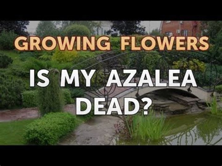 Is my azalea dead