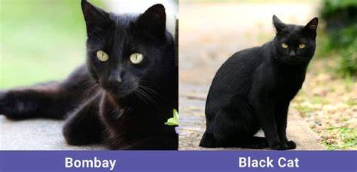 Is my black cat a tabby