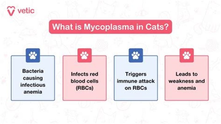 Is mycoplasma in cats contagious to humans