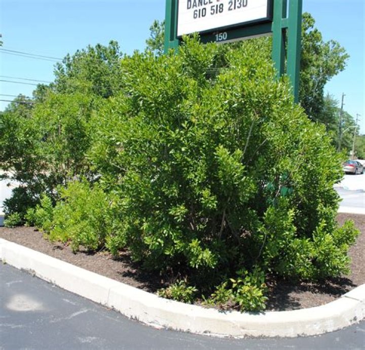 Is Northern bayberry Evergreen