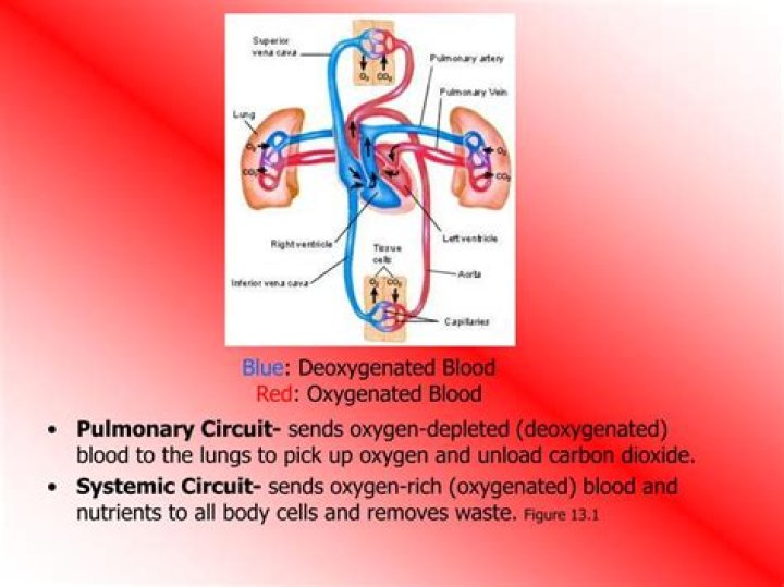 Is oxygenated blood red or blue