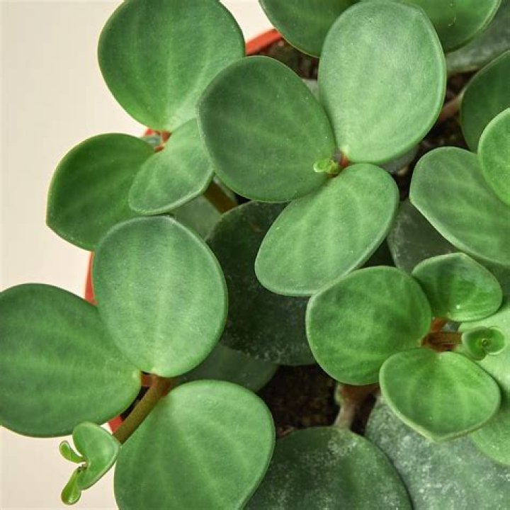 Is Peperomia hope a succulent