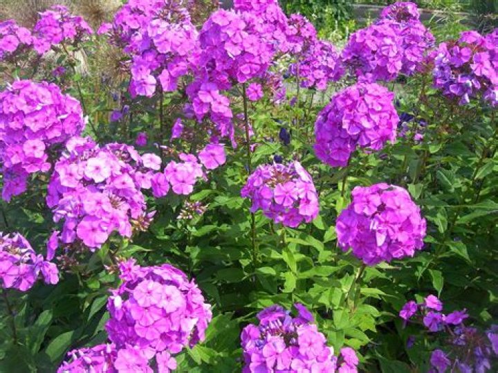 Is phlox a pollinator