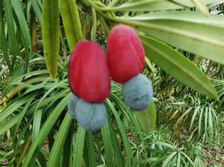 Is Podocarpus fruit edible