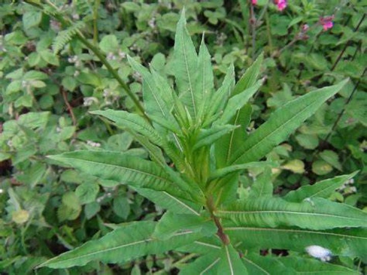 Is rose bay willow herb poisonous?