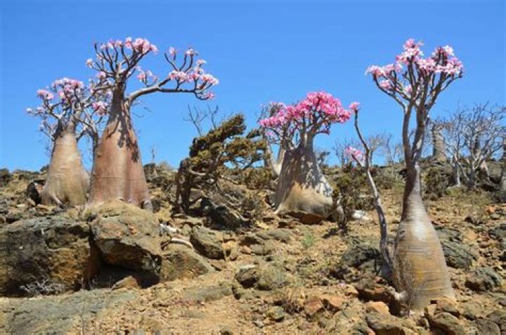 Is The Desert Rose native to Australia