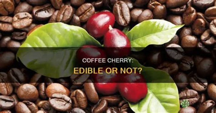 Is the fruit of a coffee plant edible