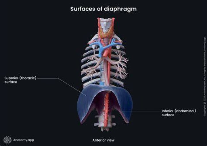 Is the heart superior to the diaphragm