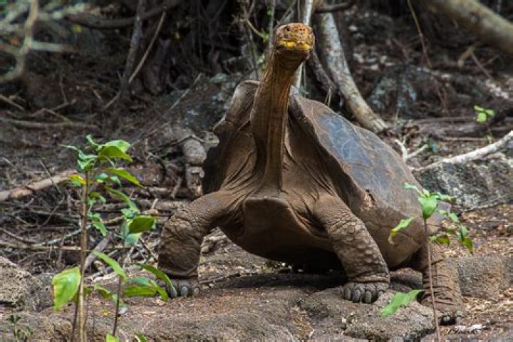 Is the leopard tortoise endangered?