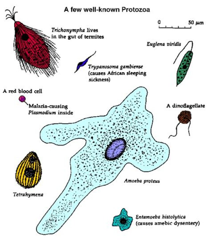 Is the study of protozoa