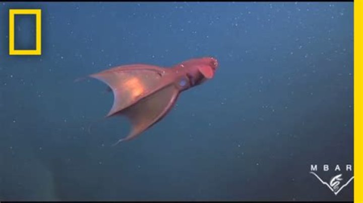 Is the vampire squid dangerous
