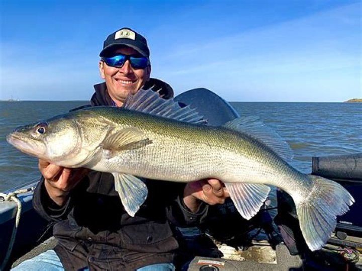 Is walleye a good tasting fish