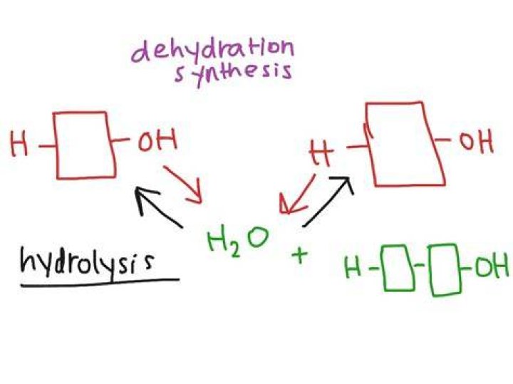 Is water a reactant or product in dehydration synthesis?