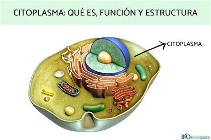 ¿Qué es el citoplasma y para qué sirve