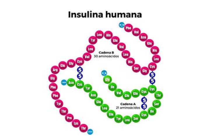 ¿Qué es una proteína recombinante humana