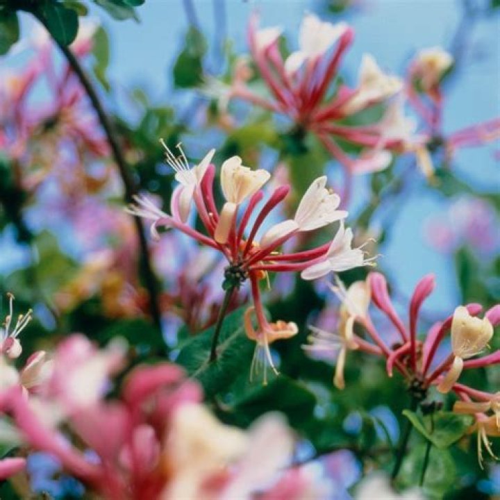 Should honeysuckle be cut back