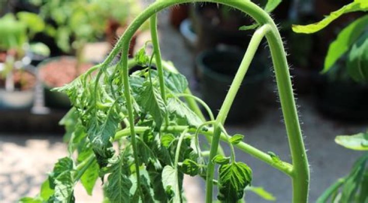 Should I trim my tomato plants