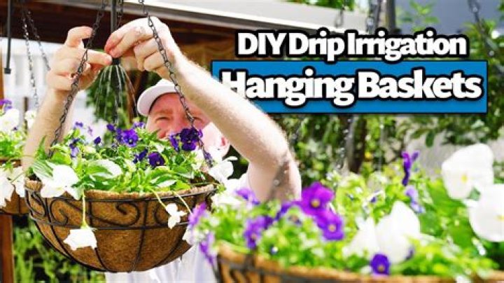 Should I water my hanging baskets everyday