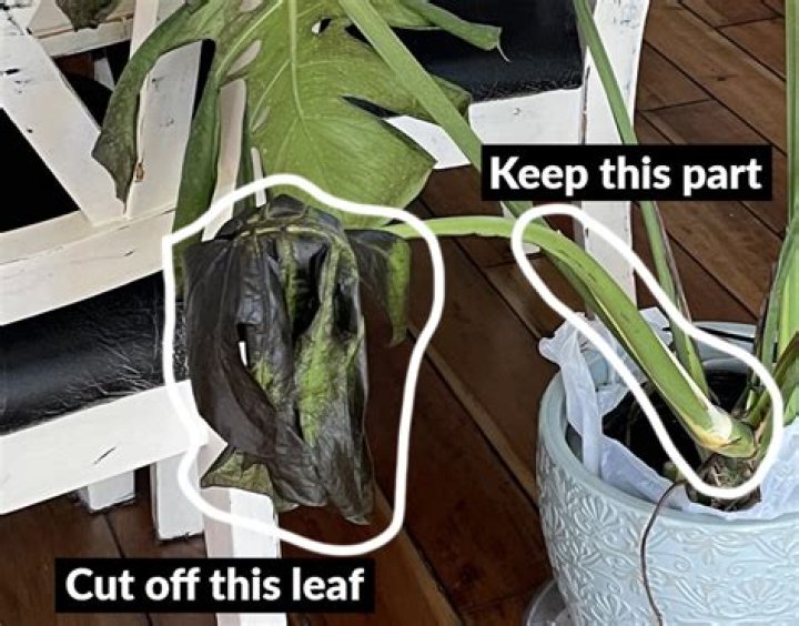 Should you cut off damaged leaves