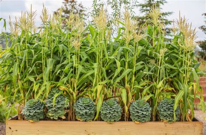 Should you feed sweet corn plants