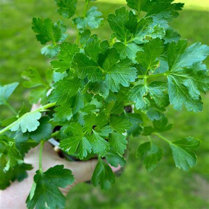 Should you Fertilise seedlings