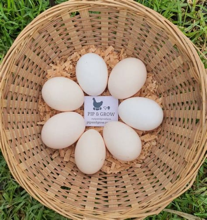 What age do silkie chickens lay eggs