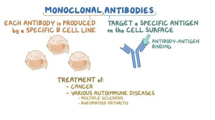 What antibodies react in the mono test