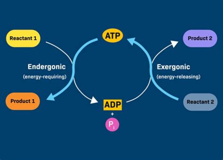 What are examples of endergonic and exergonic reactions