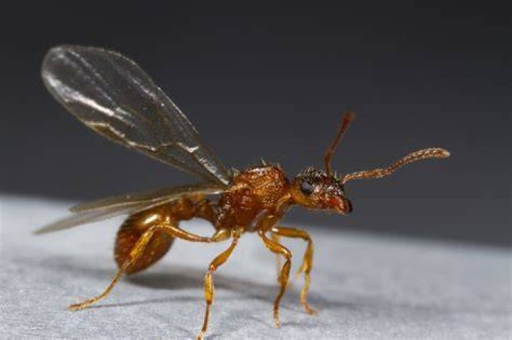 What are flying ants