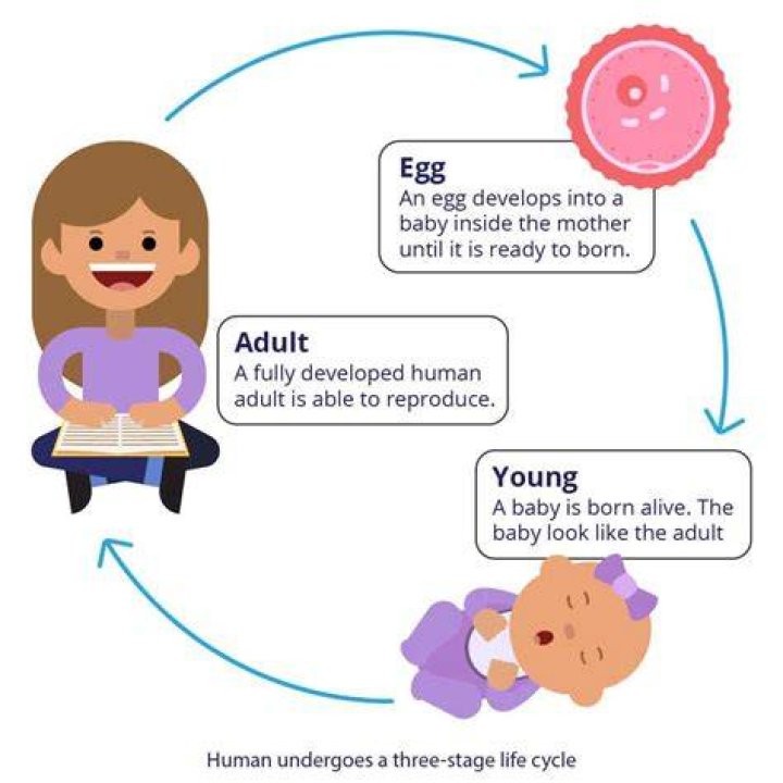 What are life stages defined as?