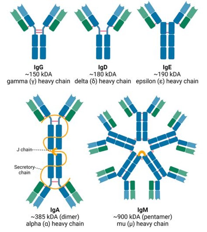 What are myosin isoforms