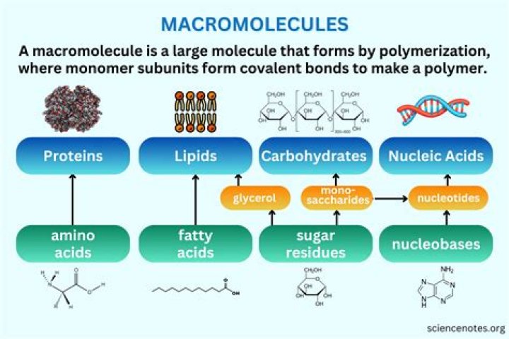 What are nucleic acids monomers and polymers