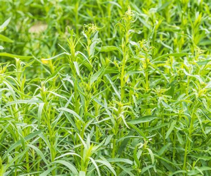 What are tarragon leaves used for