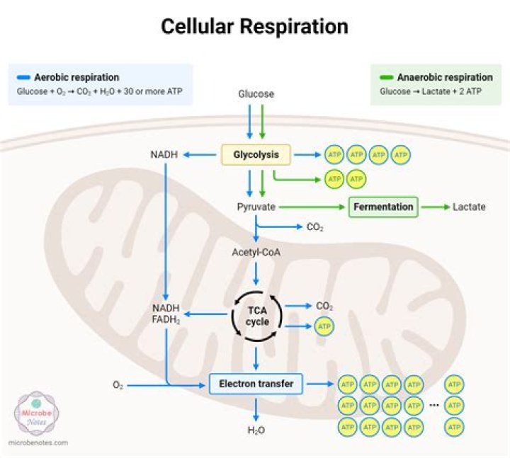 What are the chemical reactions of cellular respiration