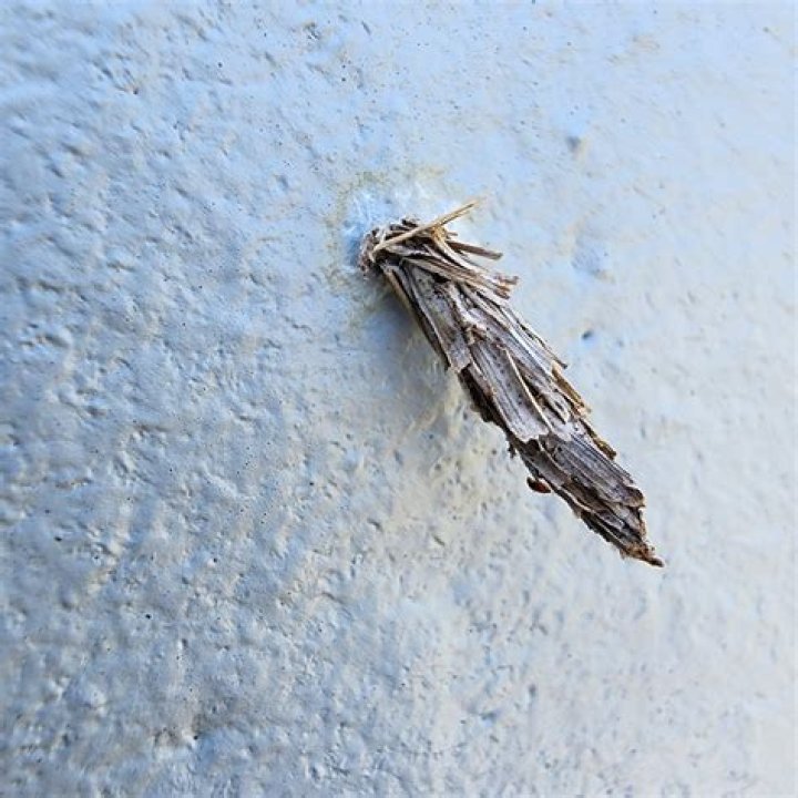 What are the cocoon things in trees