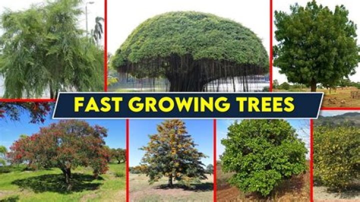 What are the fastest growing trees in the UK