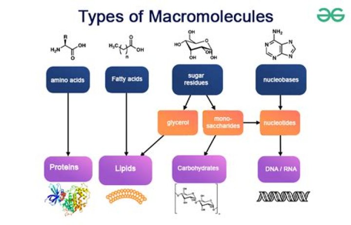 What are the four major types of organic molecules and macromolecules
