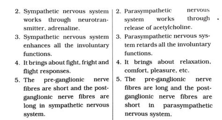 What are the functions of the sympathetic nervous system