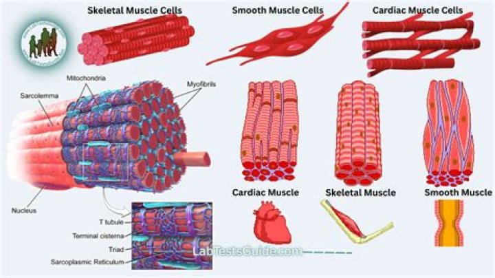 What are the levels of organization of muscle cells