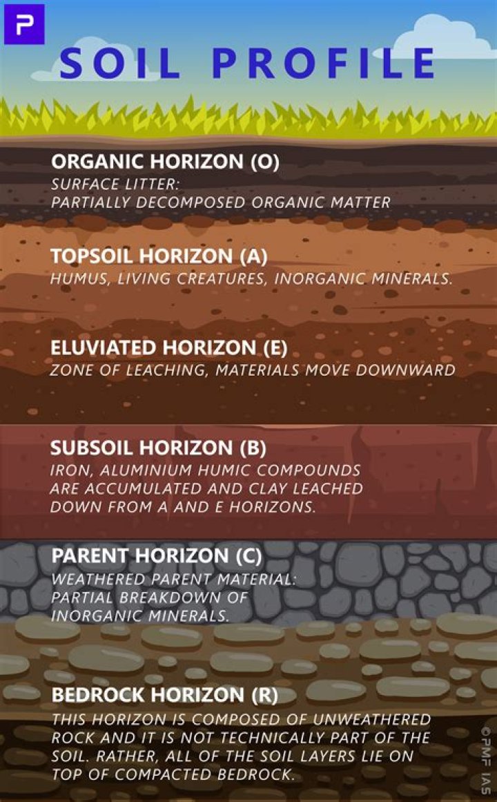 What are the main soil horizons of the soil profile PDF