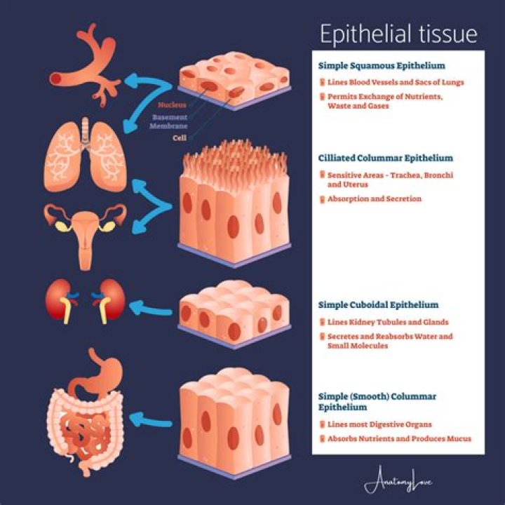 What are the major functions of epithelial tissue