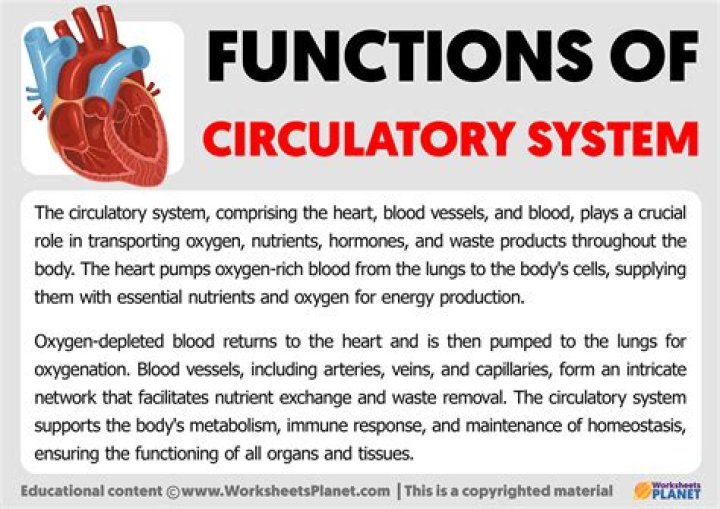 What are the organs and functions of the cardiovascular system